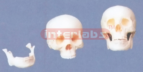 BIG ADULT BONCOLOUR SKULL (2PCS)